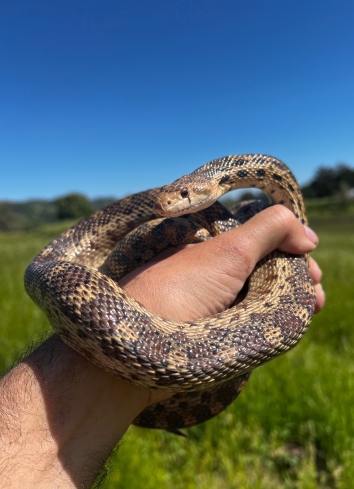 Pacific Gopher Snake